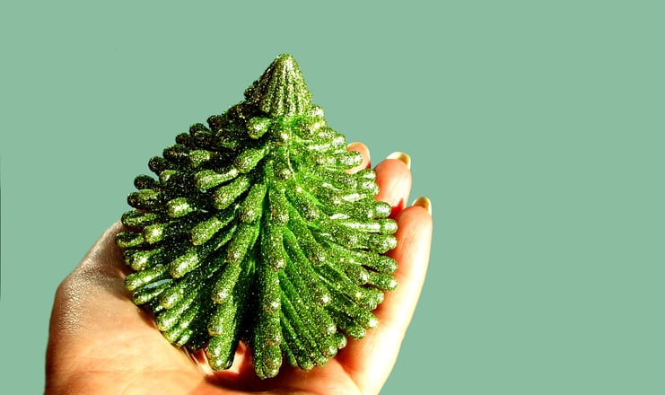 hand holding a small plant